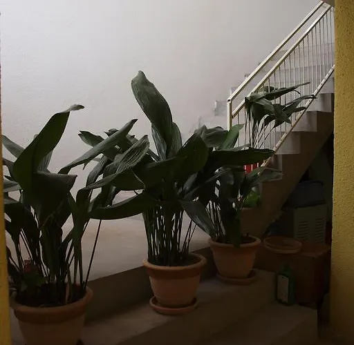 Viktorija * 斯塔利格拉德-帕克利尼卡